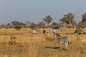 190 Linyanti, zebra en impala